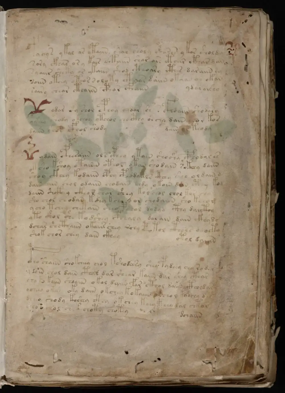 A page from the Voynich Manuscript showing plant drawings and its unknown script.